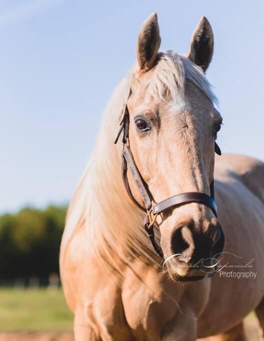 Farmhouse Guest Suite, Pool, Hot Tub, Horses Midhurst Bagian luar foto